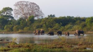 elephants, bath, nature, wildlife, bathing, animal, safari, sri lanka